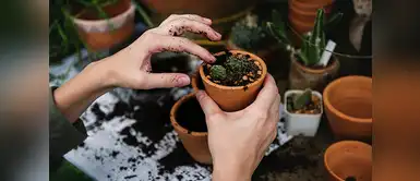 Plantas Seis razones para tener plantas en nuestro hogar