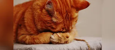 Alimentos prohibidos para los gatos Alimentos prohibidos para los gatos