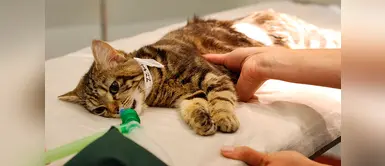 Los huesos de pollo no son recomendables paras los gatitos. Los huesos de pollo no son recomendables paras los gatitos.