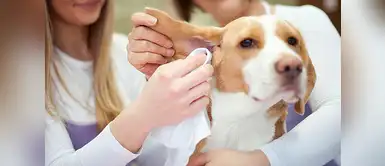 Higiene de perros ¿Cómo debo limpiarle las orejas de manera correcta a mi perro?