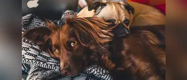 Conoce los beneficios de adoptar una mascota Día Internacional del Animal Sin Hogar: te explicamos por qué deberías adoptar una mascota