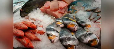 El pescado crudo podría dañar la salud de los animalitos El pescado crudo podría dañar la salud de los animalitos
