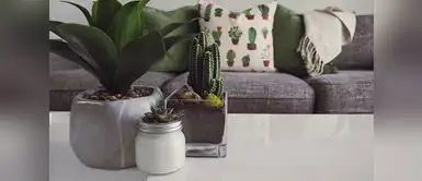 Las plantas purificadoras de aire Cinco plantas que limpiarán el aire de tu hogar