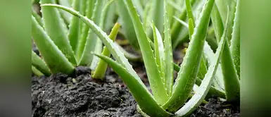 La NASA indica que esta es una de las mejores plantas purificadoras de aire. La NASA indica que esta es una de las mejores plantas purificadoras de aire.