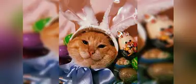 Cuchito, el gatito feliz Cuchito, el gatito feliz