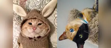 Los gatos más populares en Instagram Los gatos más populares en Instagram