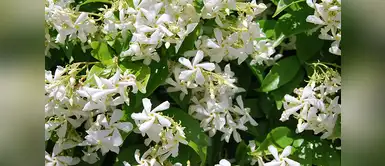 El jazmín es conocido por sus grandes efectos calmantes y relajantes El jazmín es conocido por sus grandes efectos calmantes y relajantes