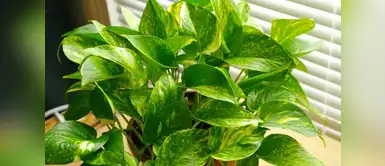 Esta planta también es llamada potus, es una de las más efectivas para dormir y descansar. Esta planta también es llamada potus, es una de las más efectivas para dormir y descansar.