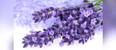 La lavanda es perfecta para que los bebés puedan dormir La lavanda es perfecta para que los bebés puedan dormir