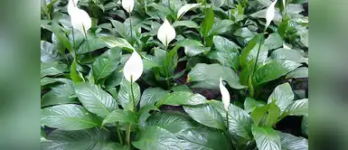 Los lirios nos relajarán Los lirios nos relajarán