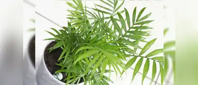 También conocida como palma de caña es perfecta para purificar el aire. También conocida como palma de caña es perfecta para purificar el aire.