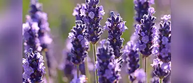 Plantas que te ayudarán a conciliar el sueño Plantas que te ayudarán a conciliar el sueño