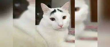 Sam, el gato con cejas Sam, el gato con cejas