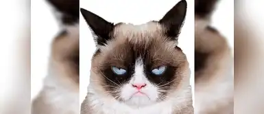 Tardar, Sauce “Grumpy Cat” Tardar, Sauce “Grumpy Cat”