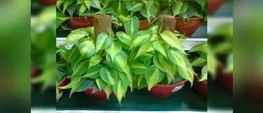 Filodendro Filodendro