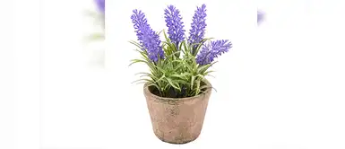 Lavanda Lavanda