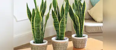 Lengua de suegra Lengua de suegra