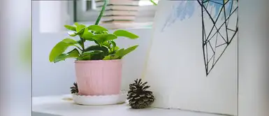 Plantas que alejan la mala vibra en el trabajo Plantas que alejan la mala vibra en el trabajo