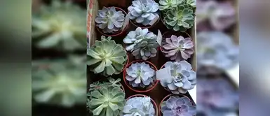 Suculentas Suculentas