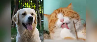 Descubre las razones por la cuál tus mascotas te lamen ¿Sabes por qué tu perro o gato te lamen? Aquí te lo explicamos