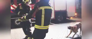 Perro ayuda a bomberos en una urgencia Perro que ayuda a bomberos en una urgencia se vuelve viral