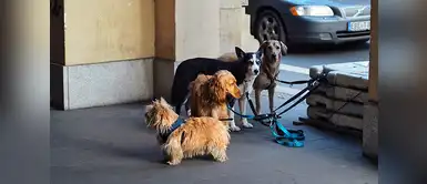 Hospital para animales en abandono Se podría crear el primer hospital de mascotas en Lima