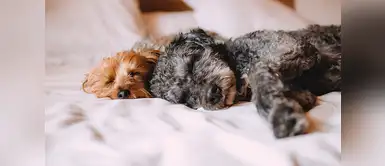 Aprende a convivir con tus mascotas si tienes alergias Cómo convivir con tu mascota si sufres de alergias