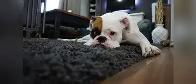 Nuestros perros saben cuando vamos a llegar a nuestro hogar ¿Por qué los perros saben cuándo sus dueños van a llegar a casa?