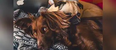 Sescubre cómo peinar a tu mascota Conoce por qué peinar a tu mascota es importante