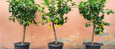 Cuida tus plantas durante el invierno. (Foto: Redes sociales) Cinco recomendaciones para cuidar a tus plantas en invierno