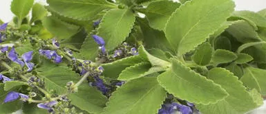 Boldo para eliminar toxinas y para combatir las infecciones urinarias. (Foto: Redes sociales) Estas son las propiedades del boldo para combatir las infecciones urinarias