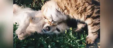 Estas son las razones por la cual se le cae el pelo a tu mascota ¿Sabes por qué se le cae el pelo a tu mascota? Aquí te lo explicamos