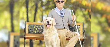 Conoce las funciones y cómo se entrenan los perros para convertirse en perros guías. Descubre cuáles son las funciones que cumplen los perros guías