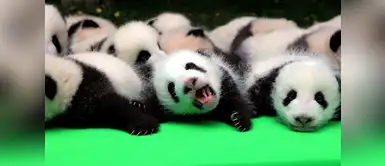 ¿Por qué debemos amar a los osos panda? Cinco motivos demostrarían que los osos panda son los animales más tiernos del mundo