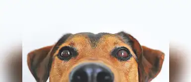 Tres consejos para elegir el nombre perfecto para tu perro ¿No sabes cómo llamar a tu perro? Aquí te decimos cómo hacerlo