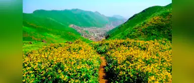 Lomas de Lachay Lomas de Lachay