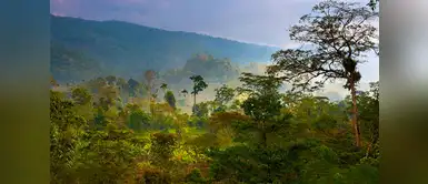 Bosque de Zárate Bosque de Zárate