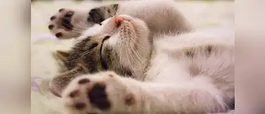 ¡Sorprendente! ¿Conocías de estos beneficios? Cinco sorprendentes beneficios de dormir con tu gato