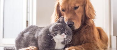 Cinco veterinarias que atienden las 24 horas las emergencias de tus mascotas Cinco veterinarias que atienden las 24 horas las emergencias de tus mascotas