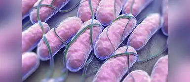 Salmonella: ¿qué es y cuales son los síntomas?. (Foto: Difusión) Estos son los signos de alerta que te pueden indicar que contrajiste salmonella