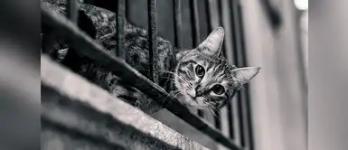 Conoce por qué tu gato se va y regresa a tu hogar Descubre por qué los gatos se van y vuelven del hogar