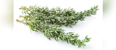 Tomillo: cuáles son los beneficios de esta planta en la salud. (Foto: Redes Sociales) Descubre cuáles son los beneficios del tomillo en la salud