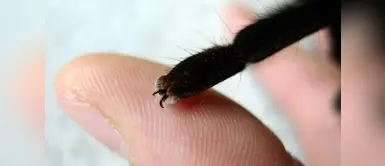 Conoce más sobre este espeluznante y mortal arácnido. (Foto: Difusión) Araña violinista: lo que debes saber del arácnido más venenoso que la viuda negra