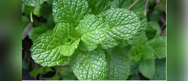 Remedios caseros: cuáles son los beneficios de la hierbabuena en la salud. (Foto: Redes Sociales) Cuatro importantes beneficios de la hierbabuena en la salud