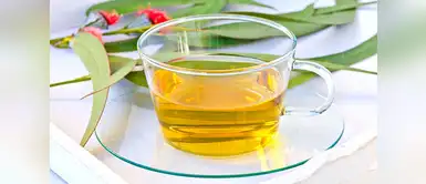 ¡Sigue estos consejos! (Foto: Difusión) Eucalipto: conoce sus excelentes beneficios para combatir enfermedades respiratorias