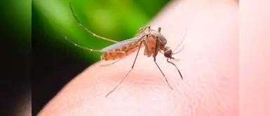 ¿Qué vitamina se debe tomar para evitar la picadura de mosquitos? (Fotos: Redes Sociales) ¿Cómo utilizar la vitamina B1 como repelente contra mosquitos?