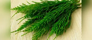 Vida saludable: cuáles son los beneficios de la cola de caballo. (Foto: Redes Sociales) 7 poderosos beneficios de la cola de caballo en la salud