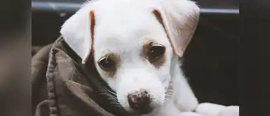 Conoce los síntomas que indican que tu mascota sufre de estreñimiento ¿Qué hacer si tu perro sufre de estreñimiento?