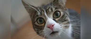 Los gatos al igual que otras mascotas deben pasar por esteb proceso de limpieza ¿Sabías que los gatos se deben bañar? Te contamos cómo hacerlo