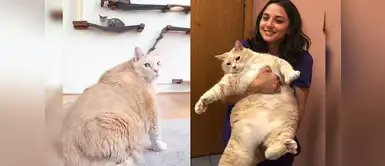 El gato Bronson pesa más de 15 kilos Conoce al gato Bronson, de 15 kilos que lucha contra el sobrepeso